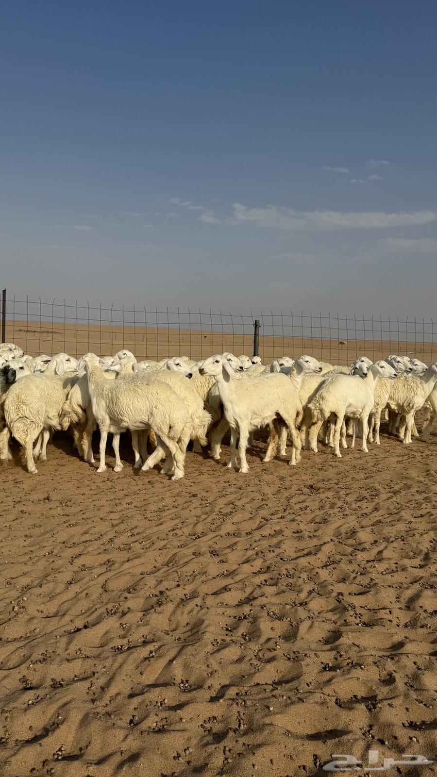 رخال جذعات منوة مدورين الزين دفيع شرط سونار64611904886659111