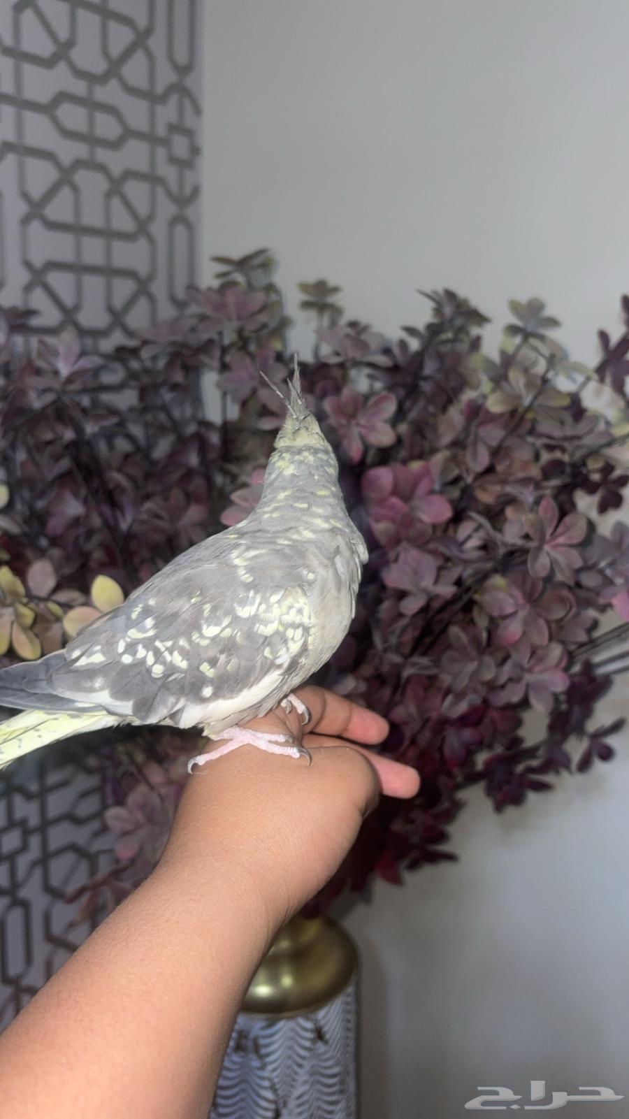 طير كروان اليف جدا (تم البيع)64610268963842113