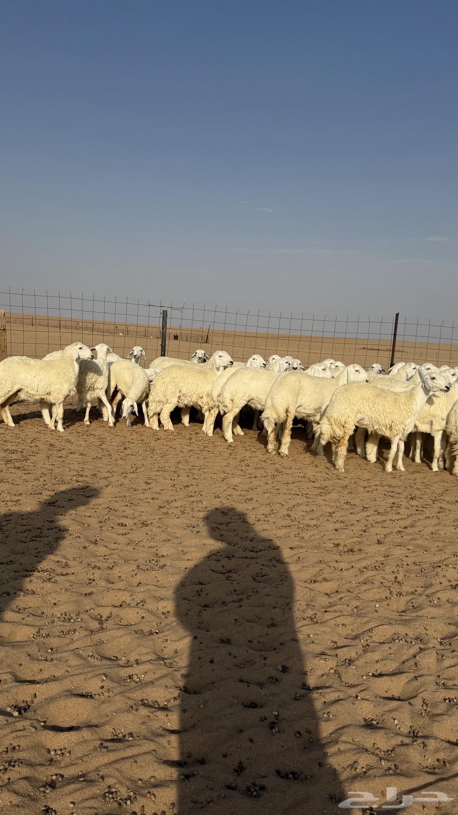 رخال جذعات منوة مدورين الزين دفيع شرط سونار64611904886659114