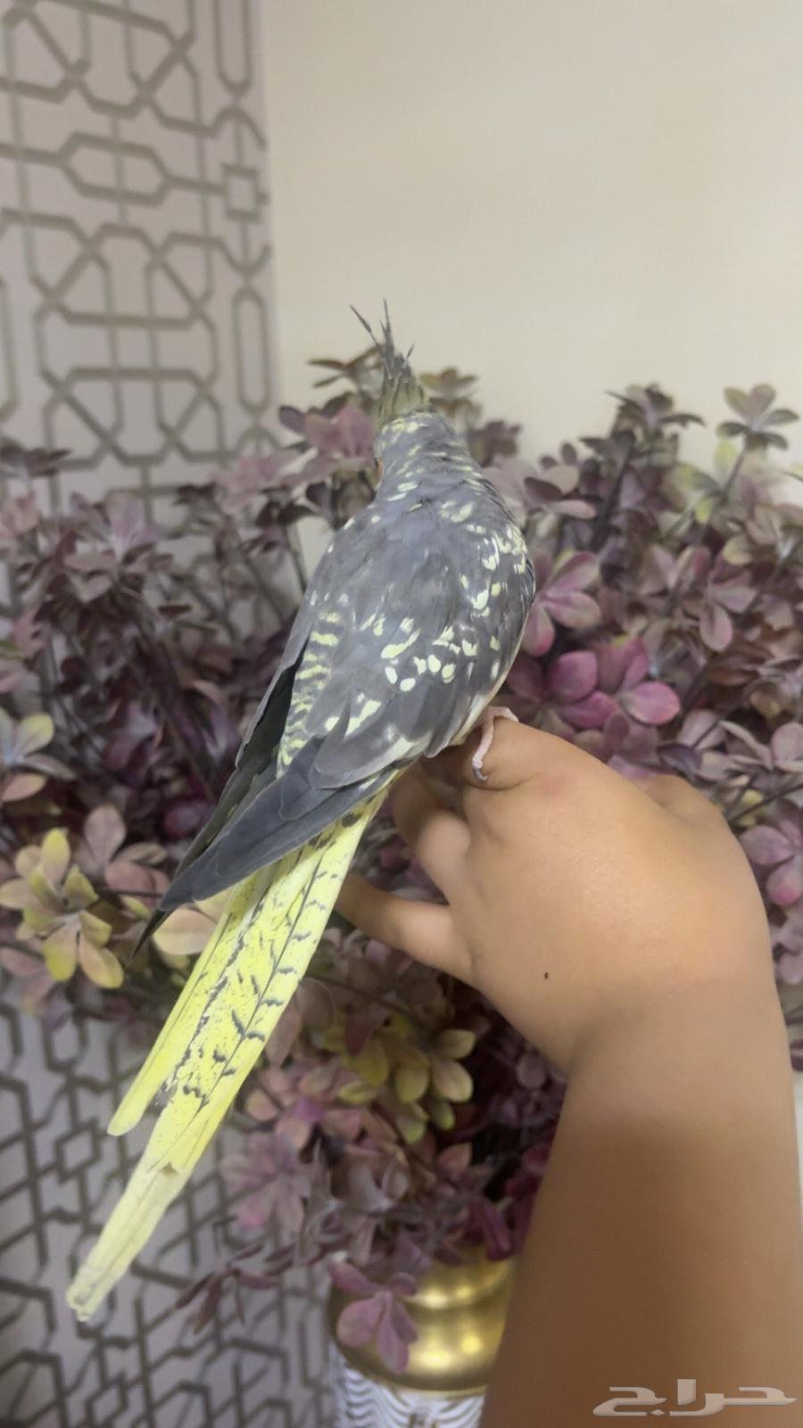 طير كروان اليف جدا (تم البيع)64610268963842110