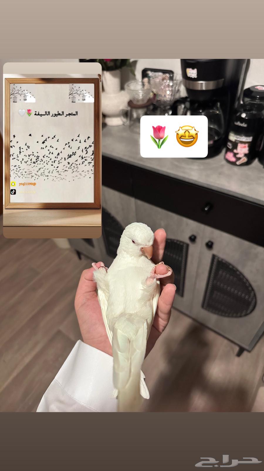 فندق طيور المتجر الطيور الاليفة64611380285442114