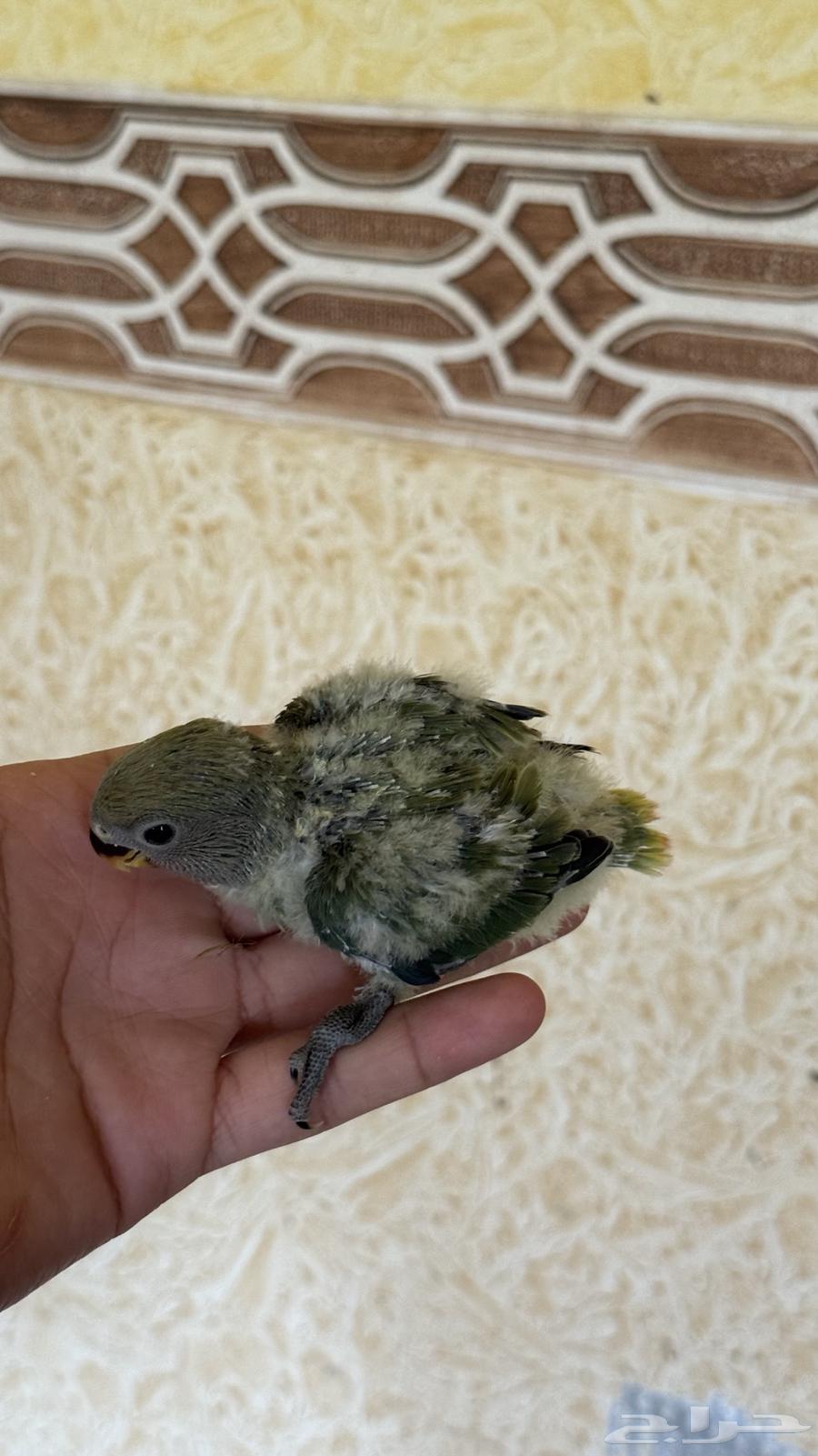 للبيع فرخين روز64607582357249114