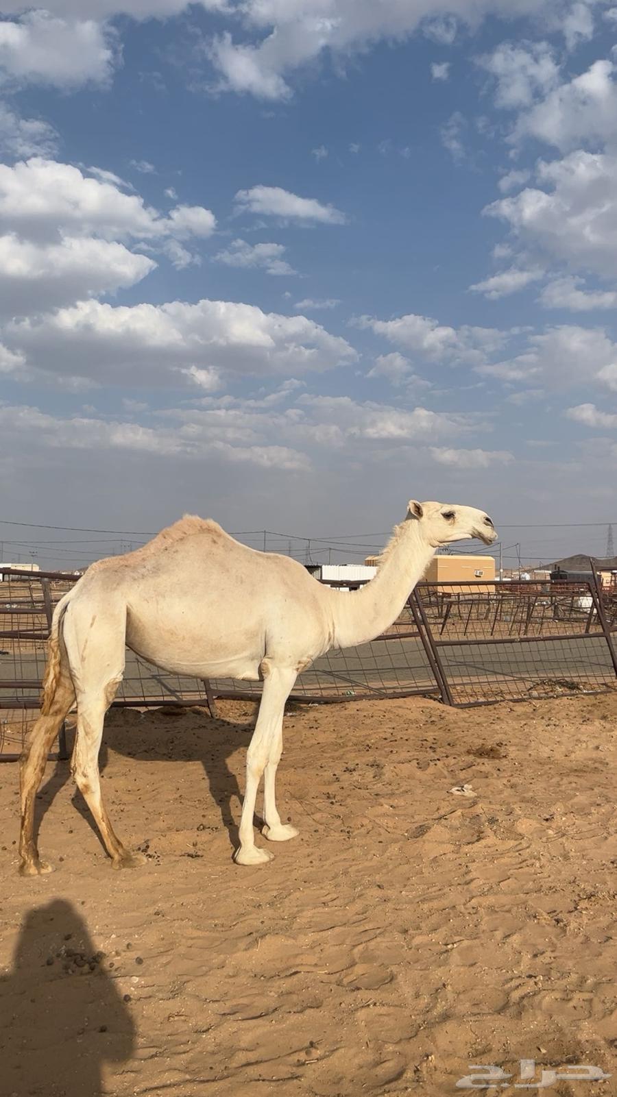 بكره للبيع64611955125891111