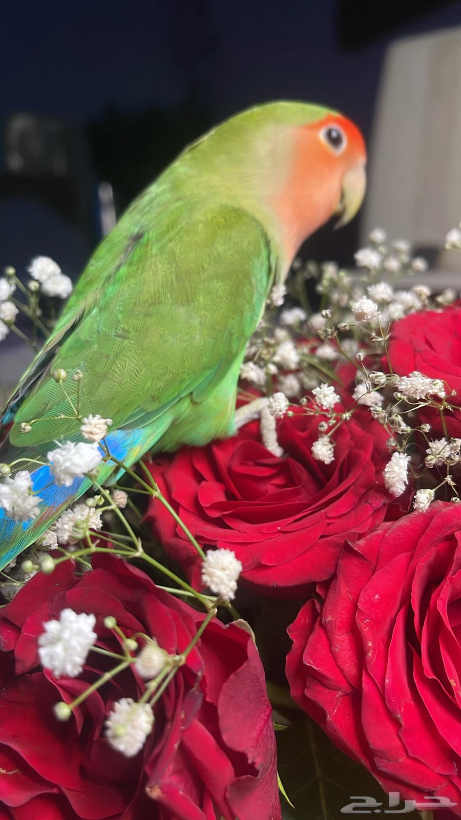 للبيع ببغاء الروز64613374480258112