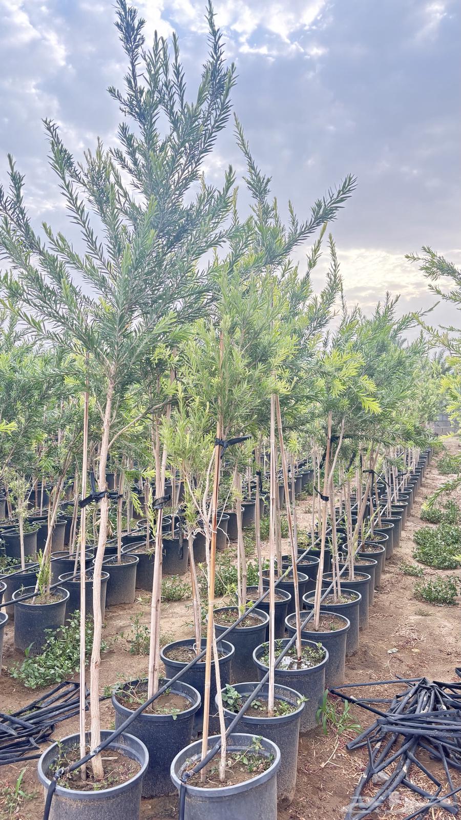 Seedlings64609710612099110