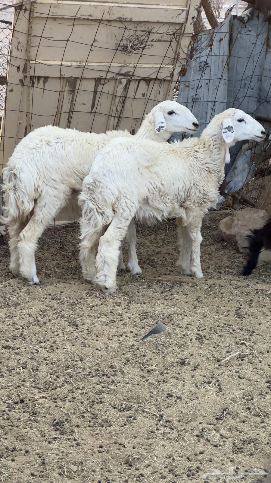 6 طليان و 2 رخال للبيع64609011042050110