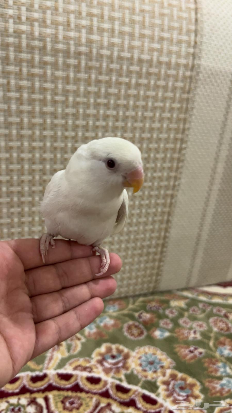 روز البينو عيون حمر64614222779906110