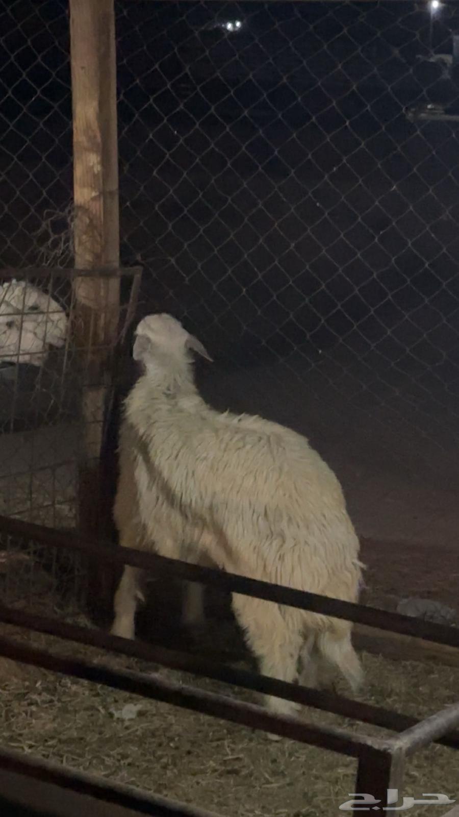 تم البيع الحري الذبيحه الكفو العمر 5 شهور ونص الطلي طيب64614534511105111