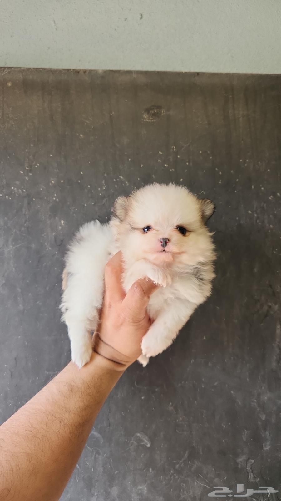 للبيع بومرينيان تي كب64608341213699110