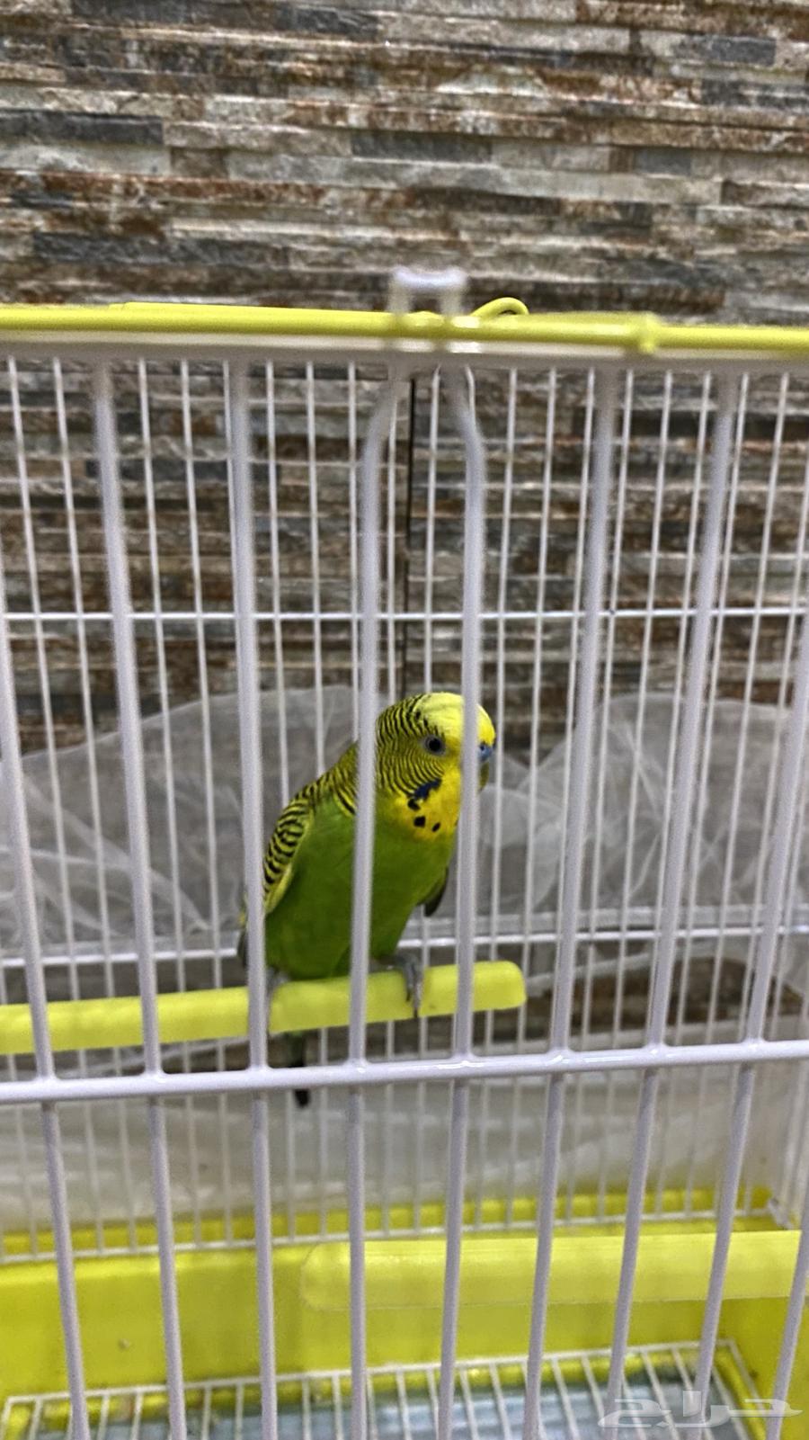 للبيع عصفور64614322618753112