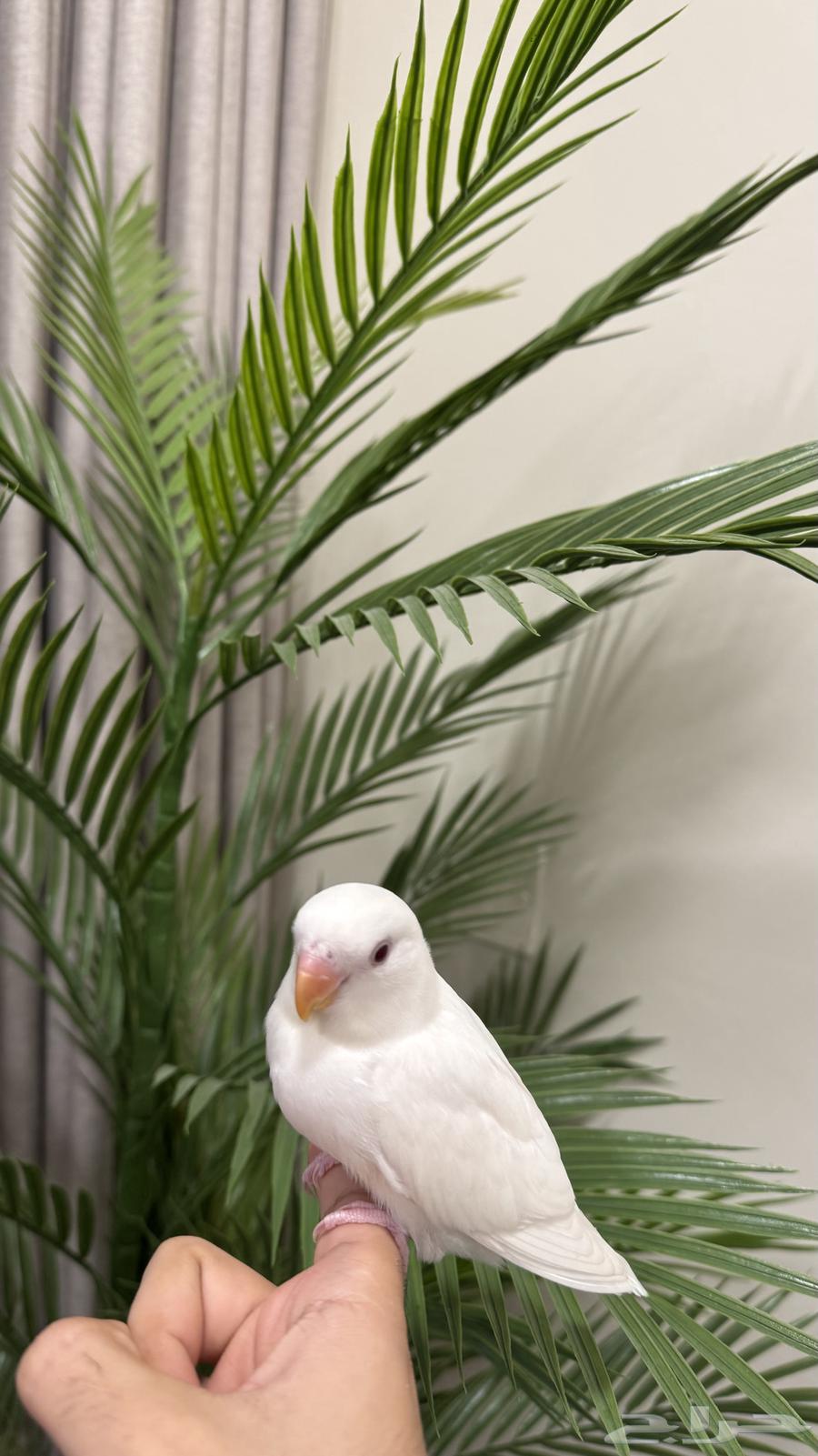 فرخ روز مفطوم وهدد داخلي للبيع64611804395393112