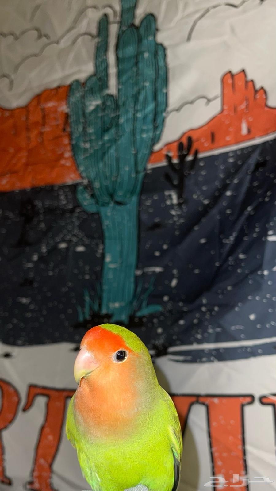 روز ذكر للبيع مستعجل ( انباع )64611067327361112