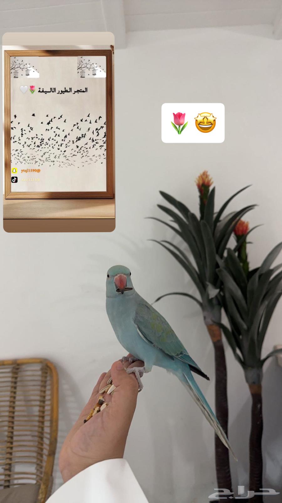 فندق طيور المتجر الطيور الاليفة64611380285442110