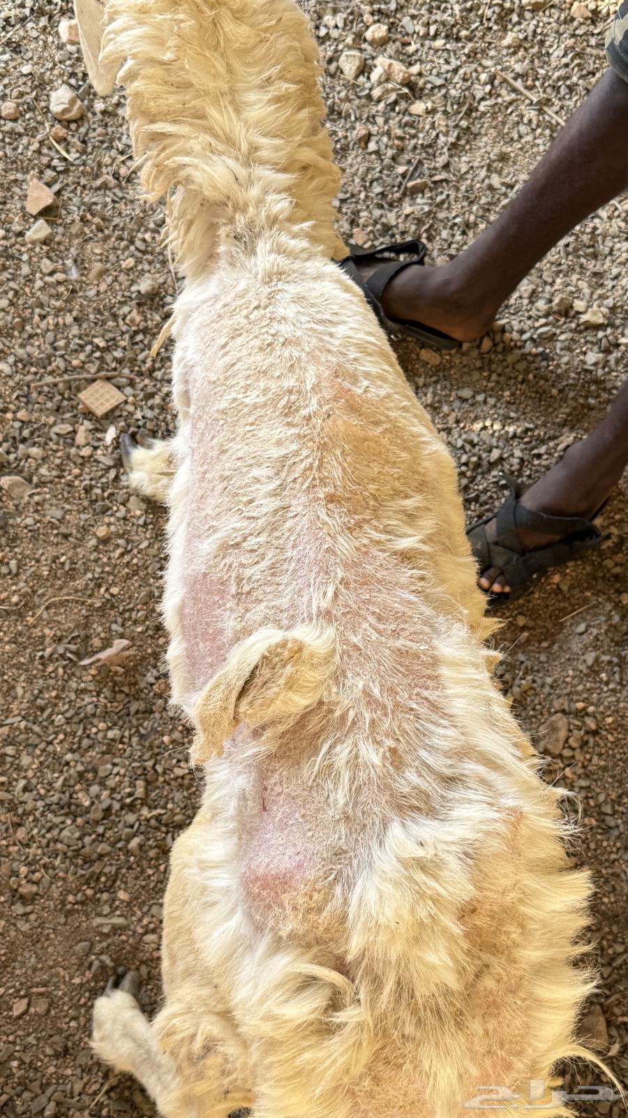 غنم رخال للبيع.64607781721474113