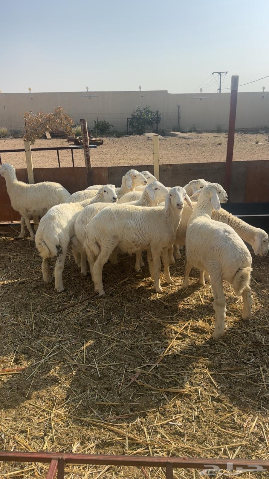 Talian64607719398017111