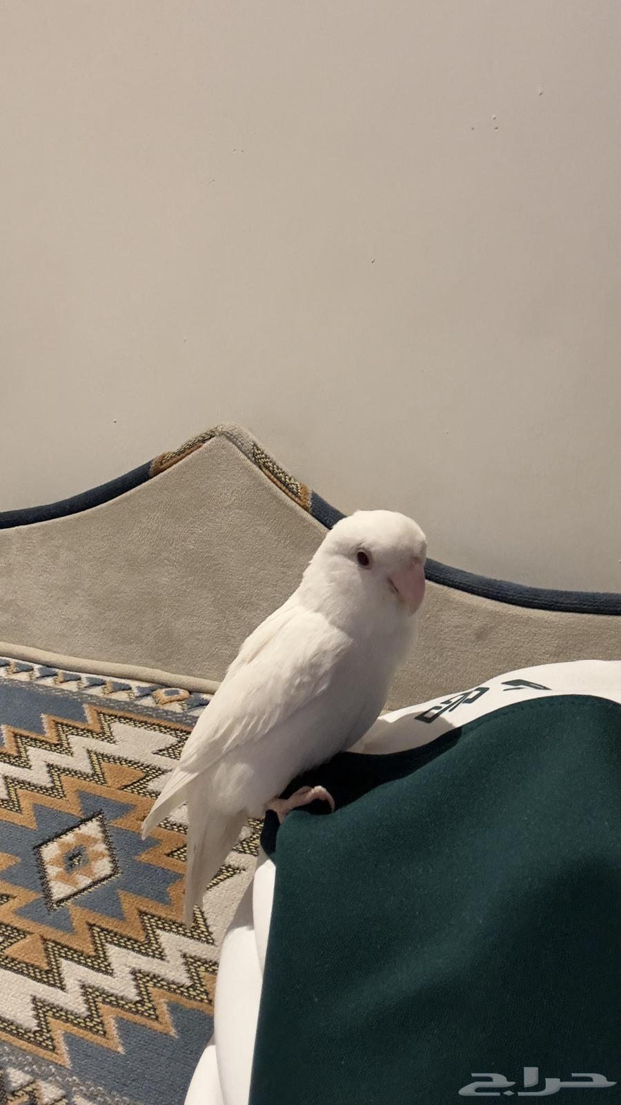 روز البينو اليف مجنون64607719405698113