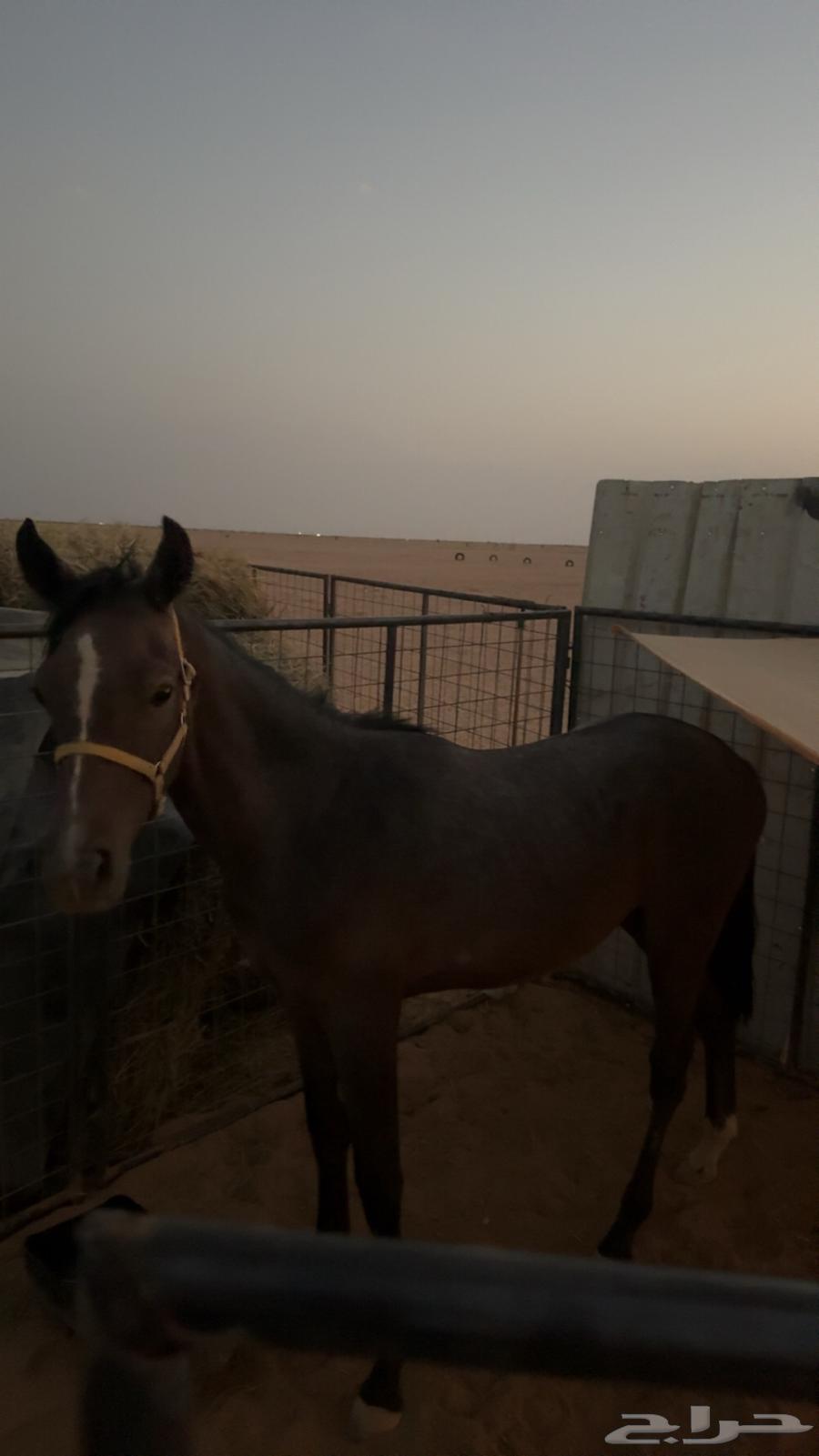 مهر عربي ابو سنه غير معسوف الدوادمي64612920255617113