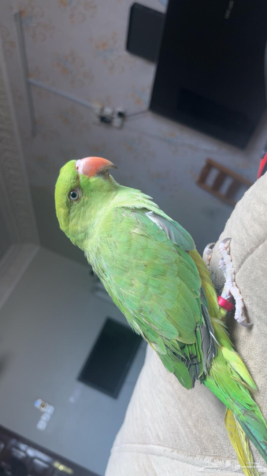 طير درة هندي عمره 7 شهور اليف64612090758530110