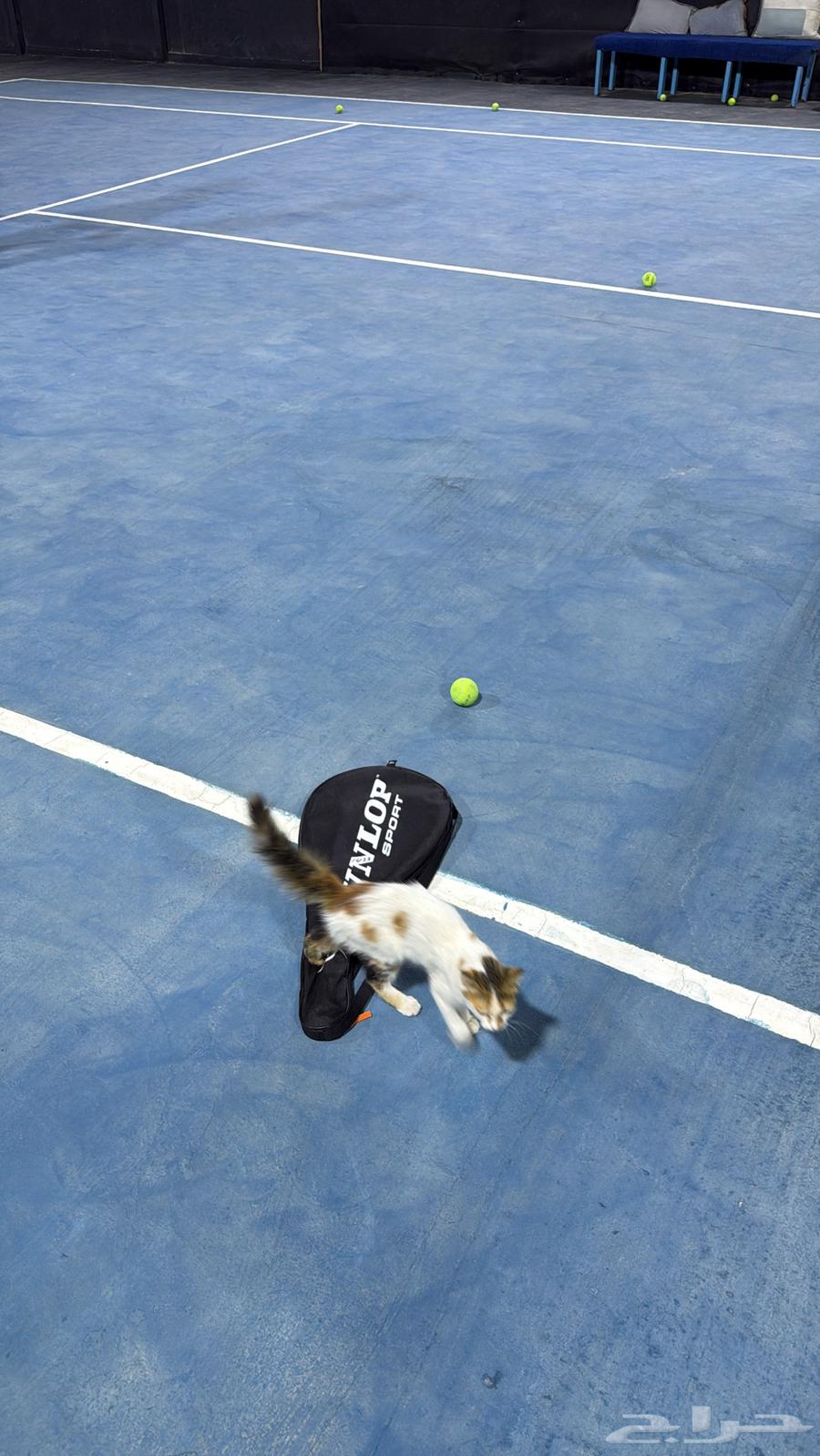 مدرب تنس للمبتدئين64608936295426112