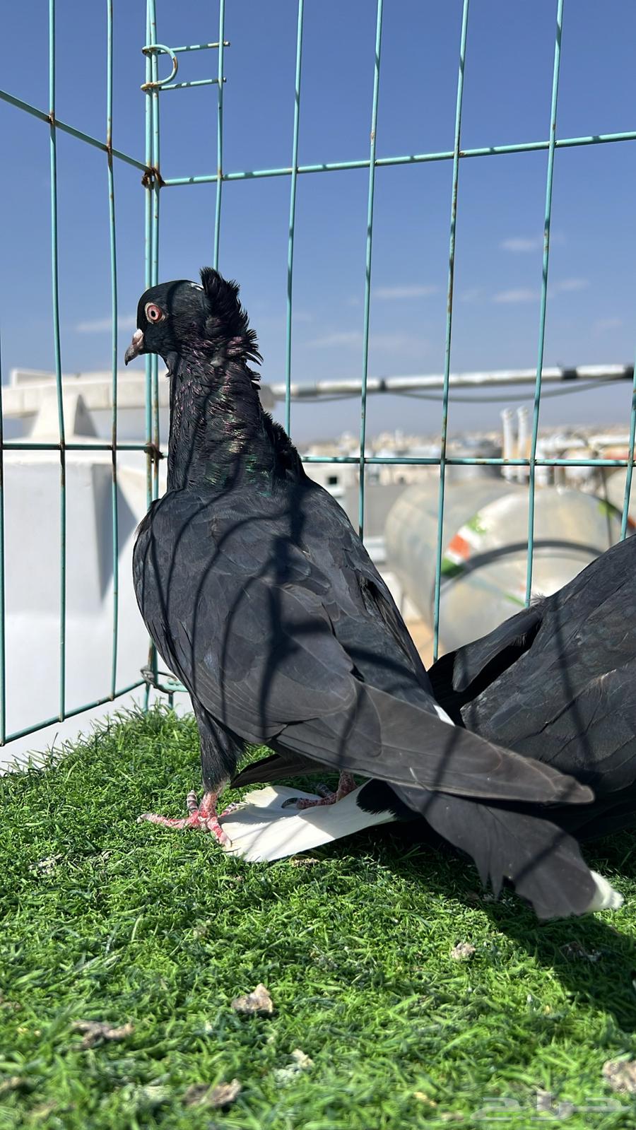 حمام قطيفي زوج64609087528961112