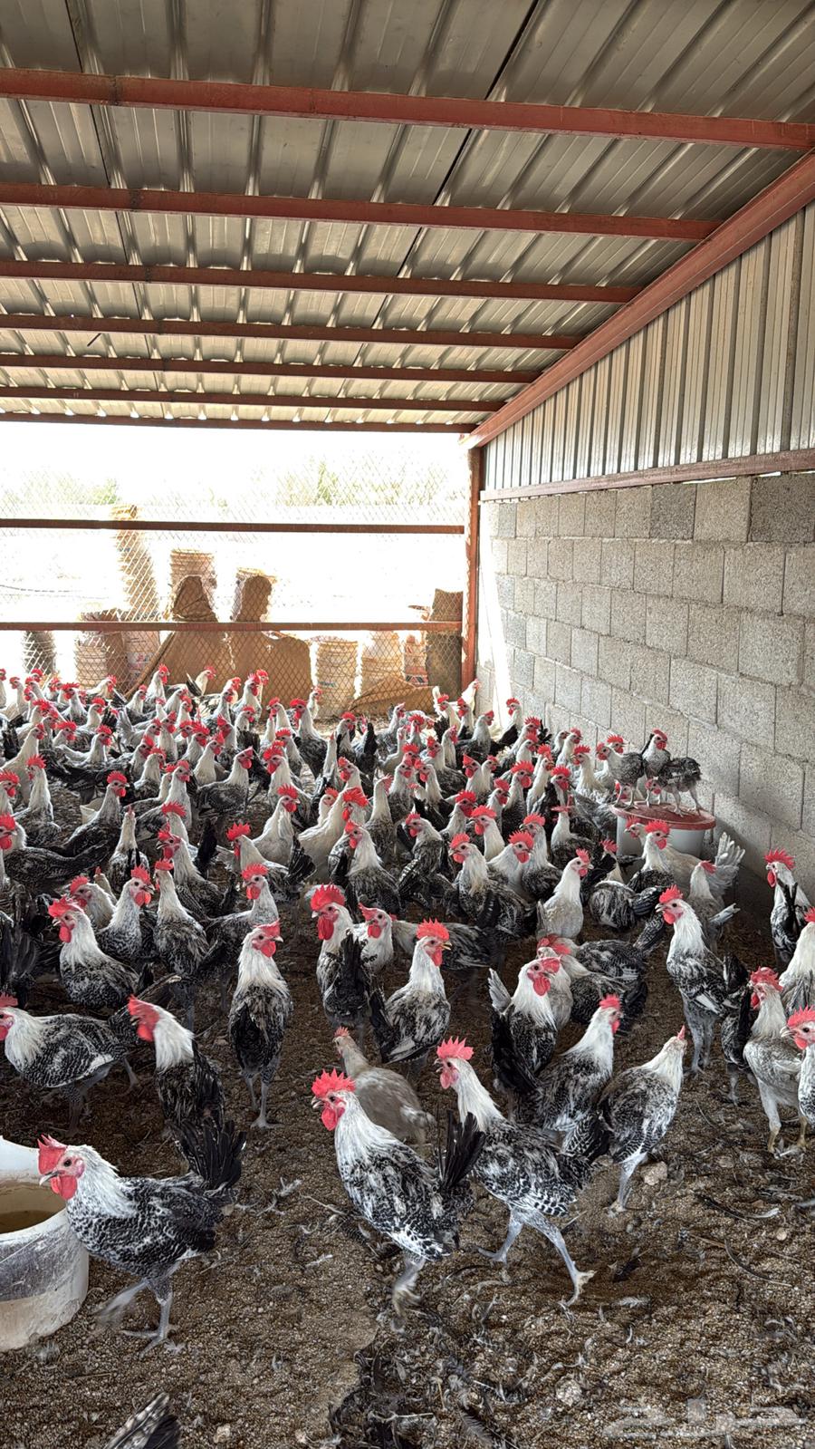 ديوك عدد 250 محصنه العمر 6 شهور64614509479171110