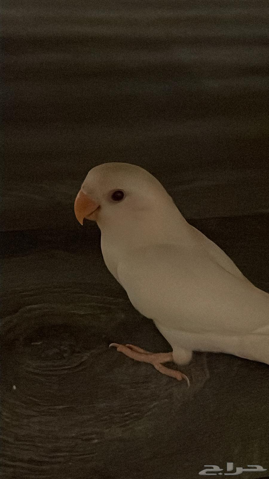 بغباء روز64607159669633110