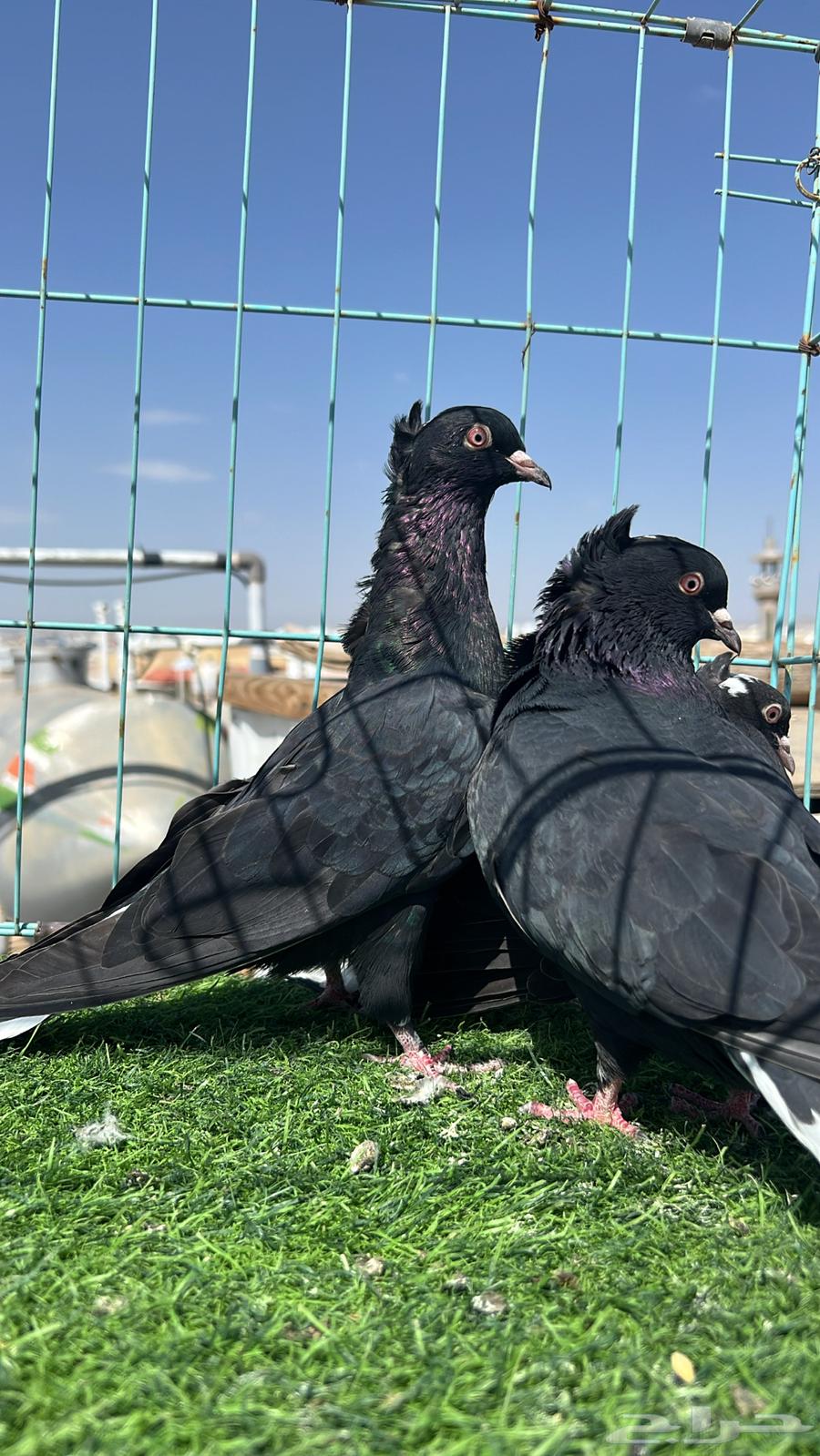 حمام قطيفي زوج64609087528961111