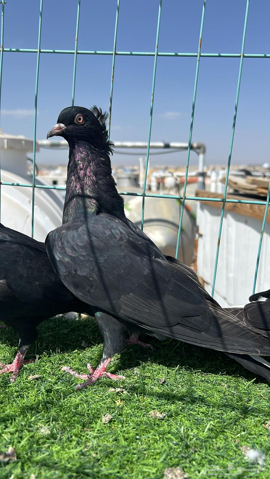 حمام قطيفي زوج64609087528961114