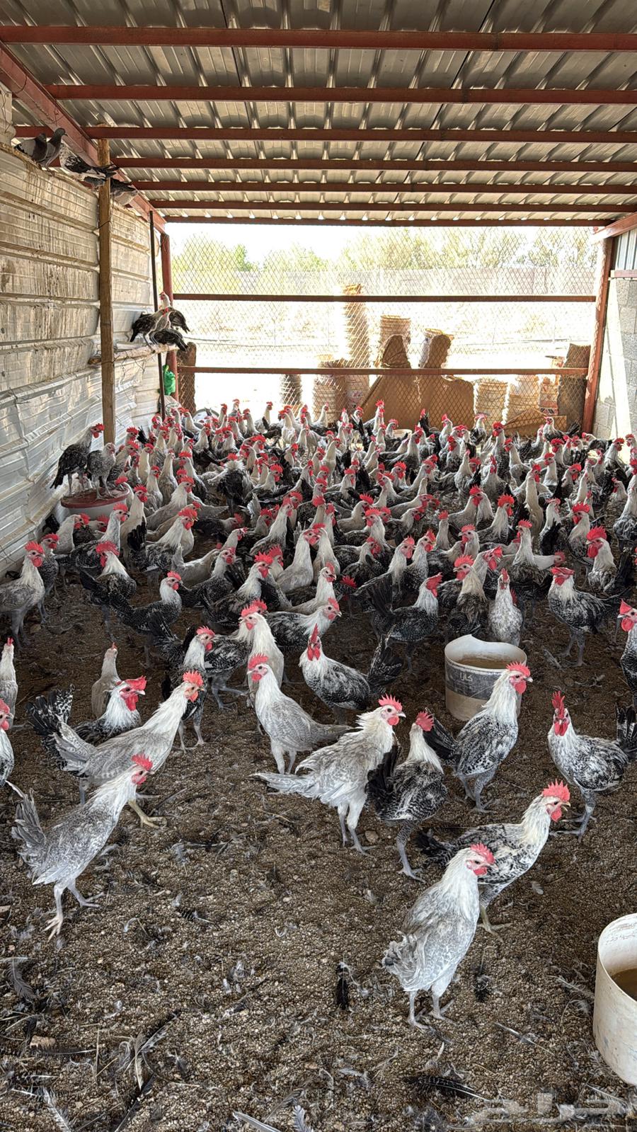 ديوك عدد 250 محصنه العمر 6 شهور64614509479171111