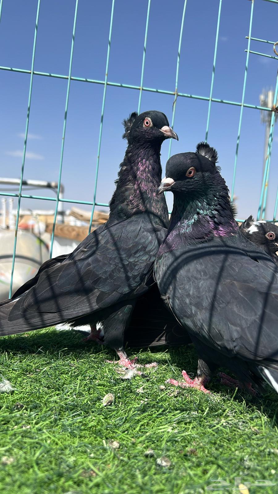 حمام قطيفي زوج64609087528961110