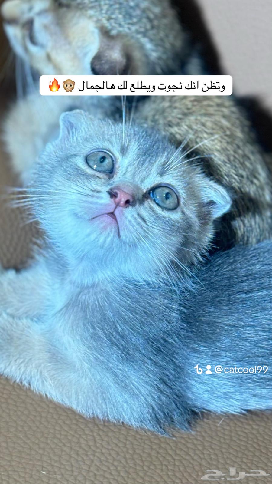 For Sale: Last Two Kittens and Their Mother – Father Is an Imported Scottish Cat64615720043779113