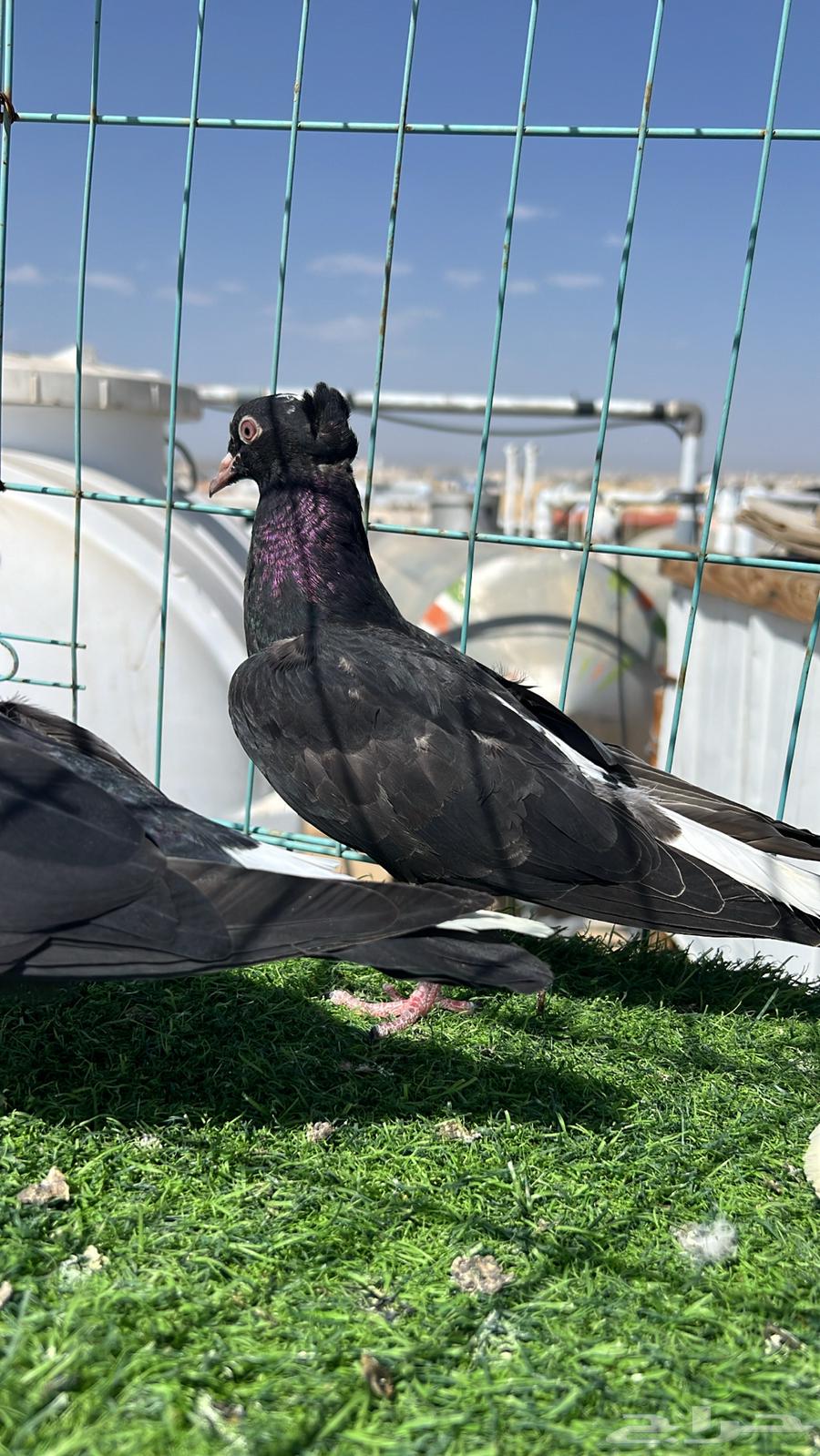 حمام قطيفي زوج64609087528961113