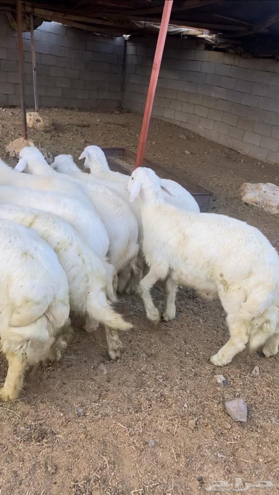 طليان حريه تم البيع64607756687234110