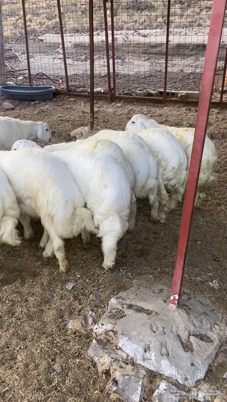 طليان حريه تم البيع64607756687234114