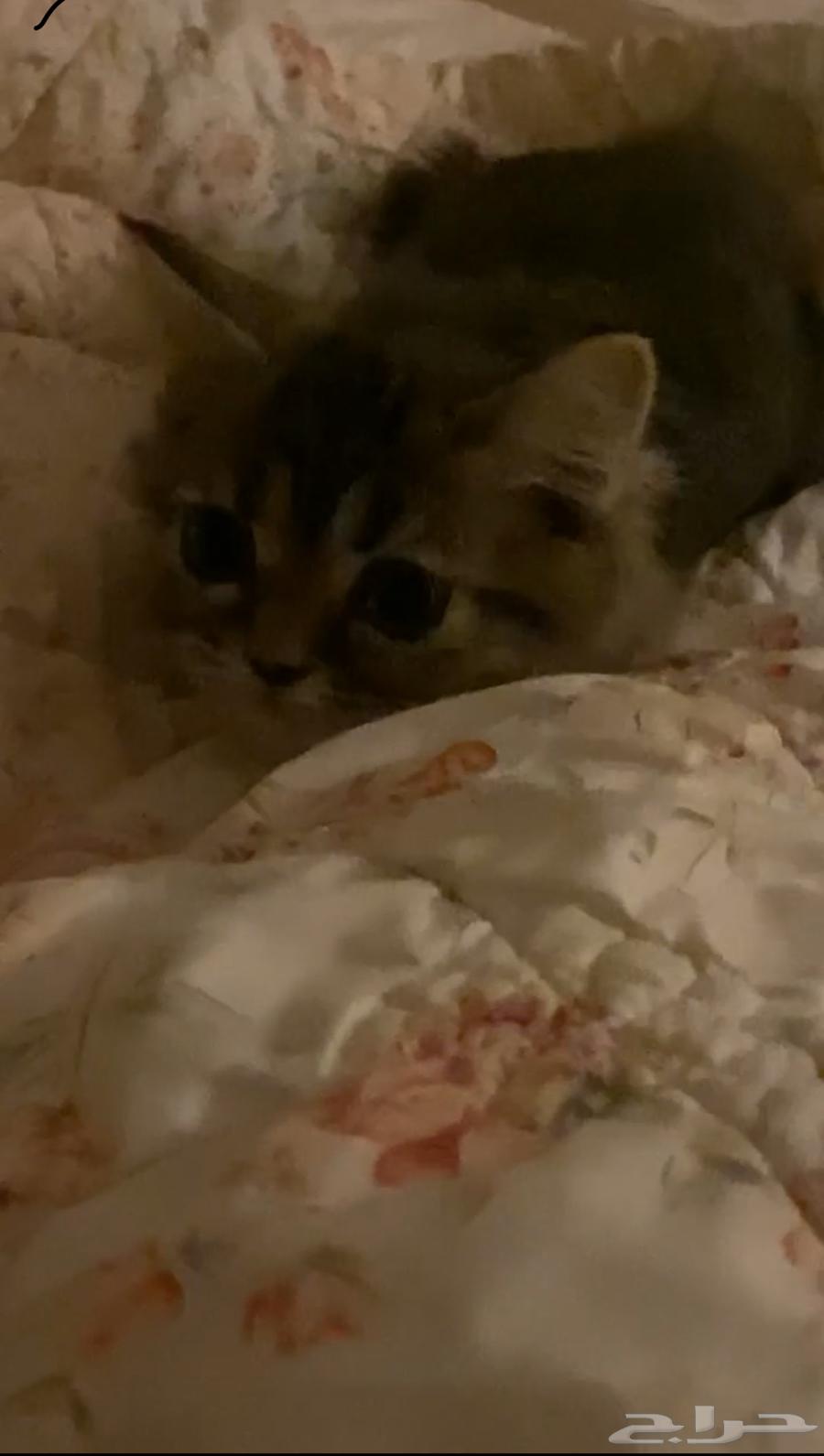 قطة مع اغراضها كامله ب35064612189524481110