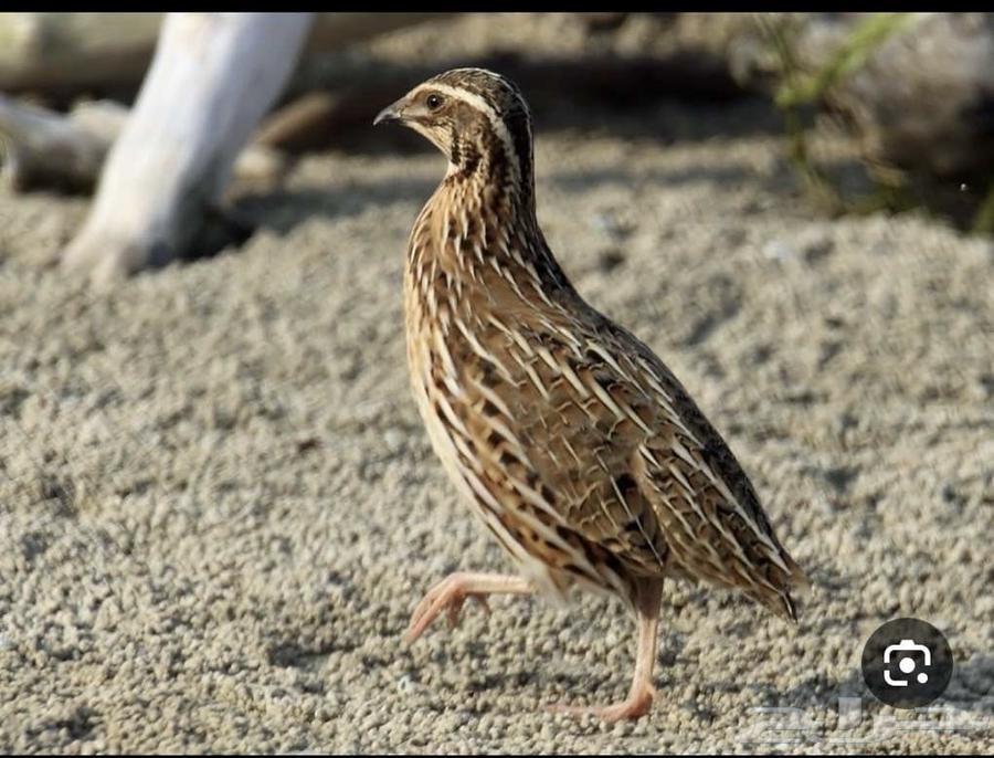 سم ان للبيع الجوز ب 15 ريال للتواصل واتس أب64610604482434110