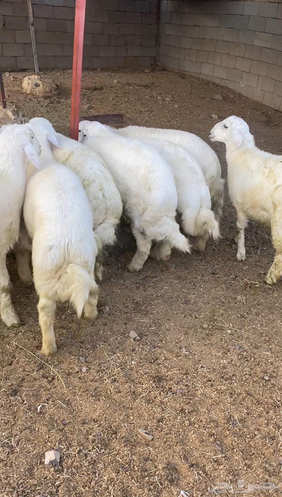 طليان حريه تم البيع64607756687234111