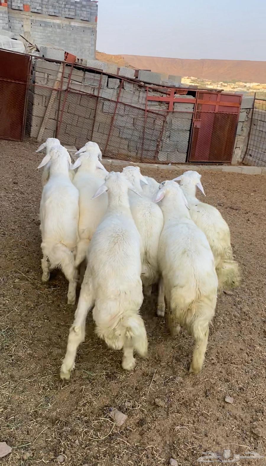 طليان حريه تم البيع64607756687234113