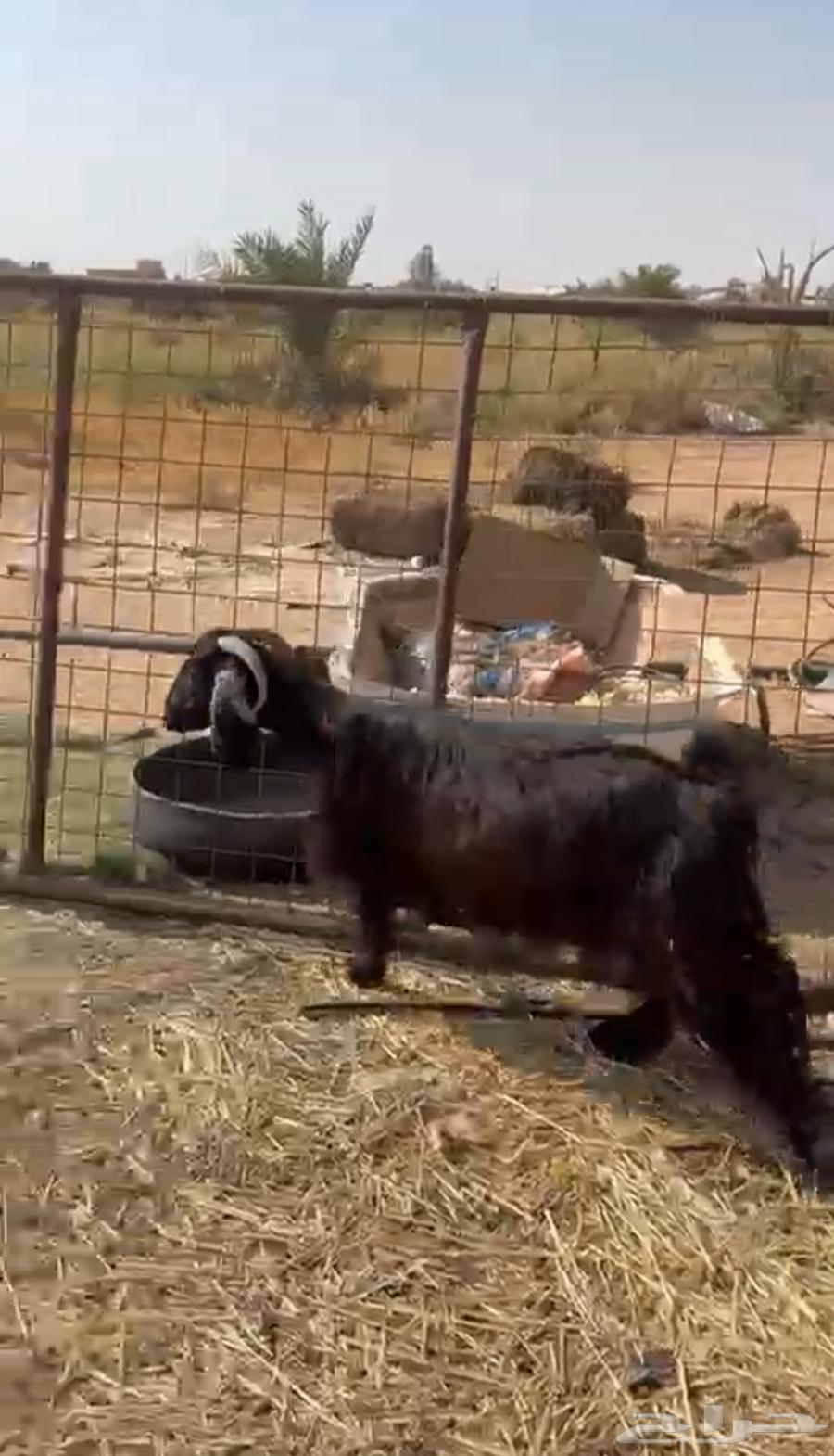 للبيع عنز مضرع64614966987907112