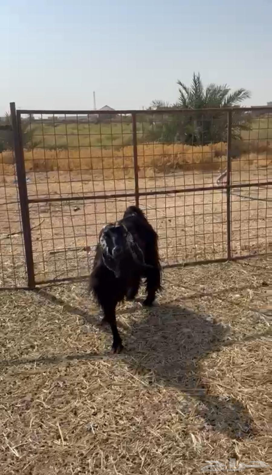 للبيع عنز مضرع64614966987907111