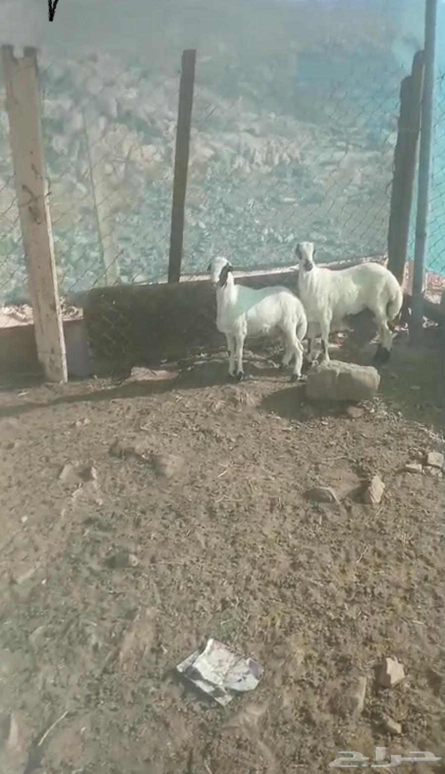 طليان رفيدي تبلد عندي مقفله شحم 3شهور64613141465474111