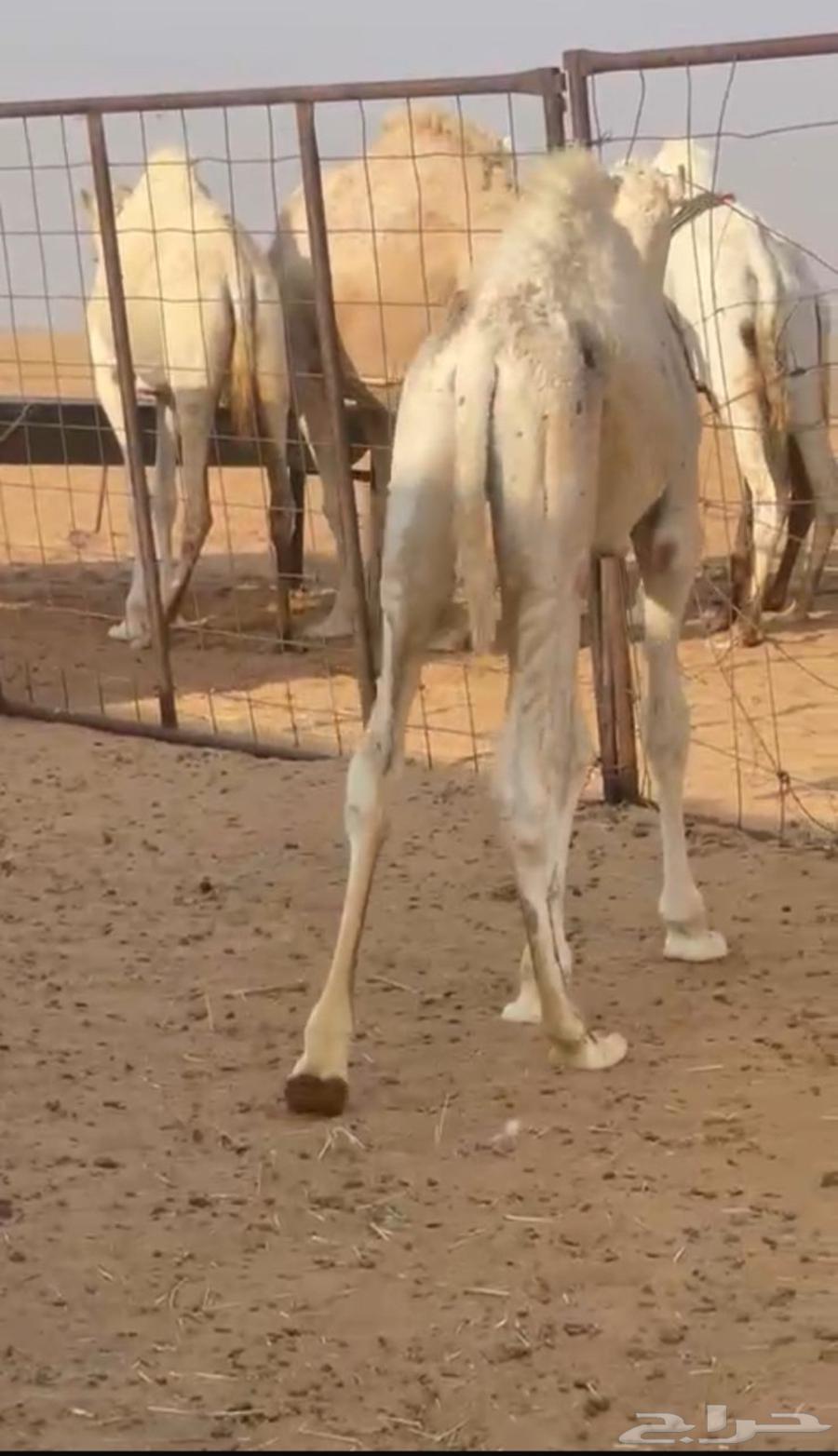 قعود للبيع الموقع وادي الدواسر64612847190531111