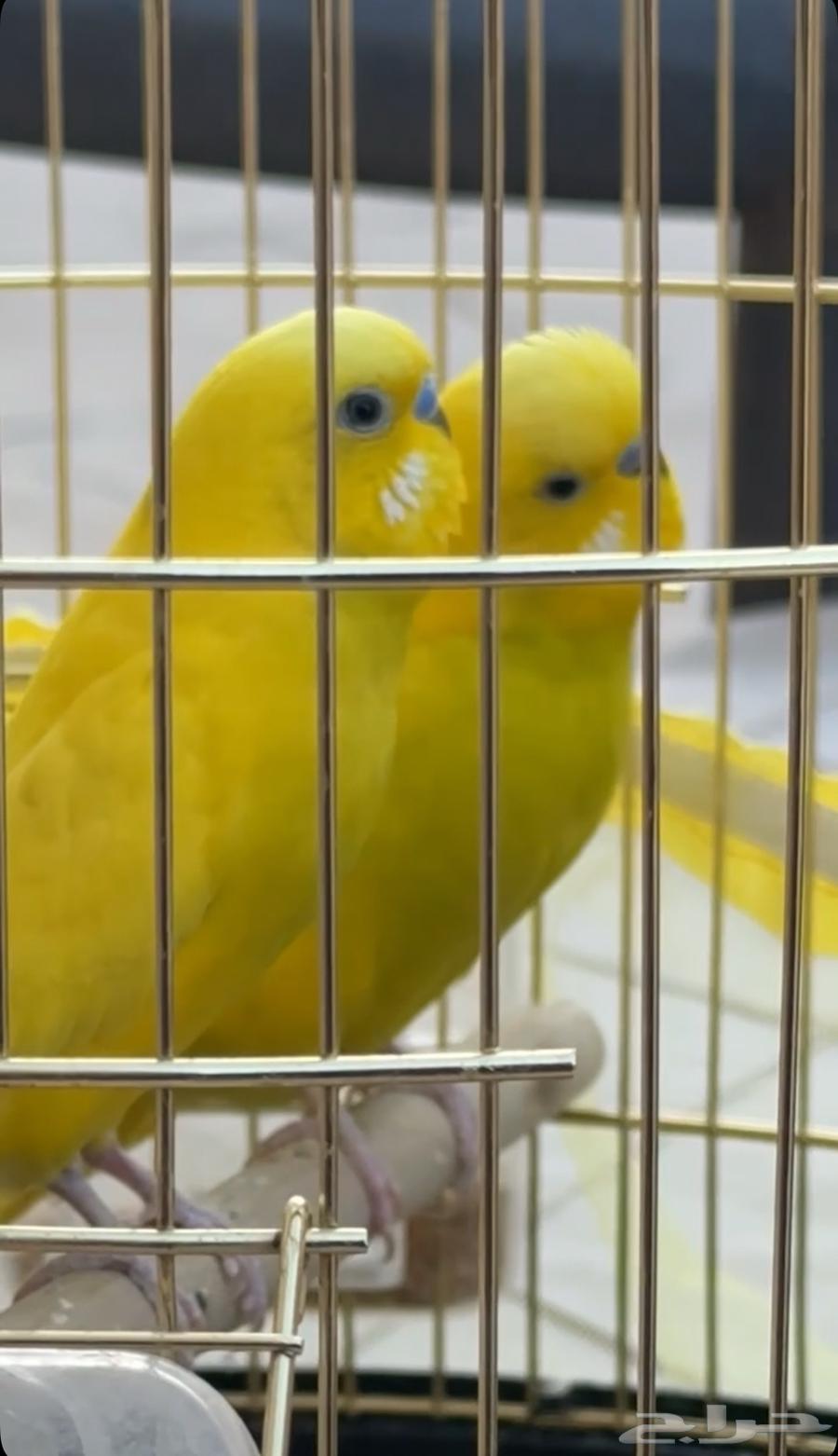 عصافير الحب الاثنين ب 250 مع القفص64613741047043110