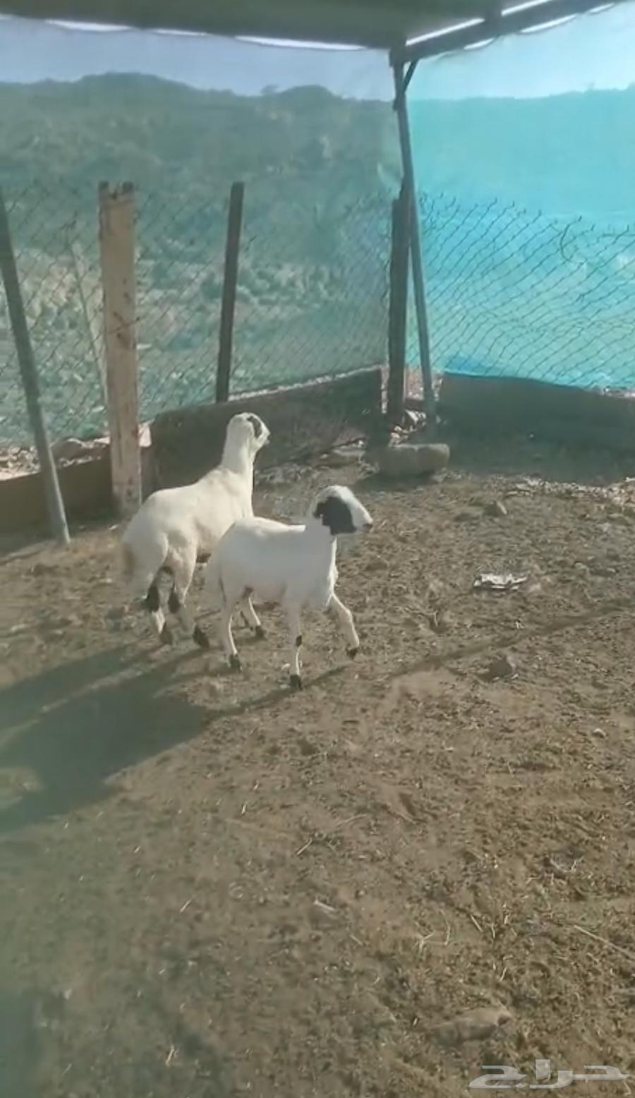 طليان رفيدي تبلد عندي مقفله شحم 3شهور64613141465474114