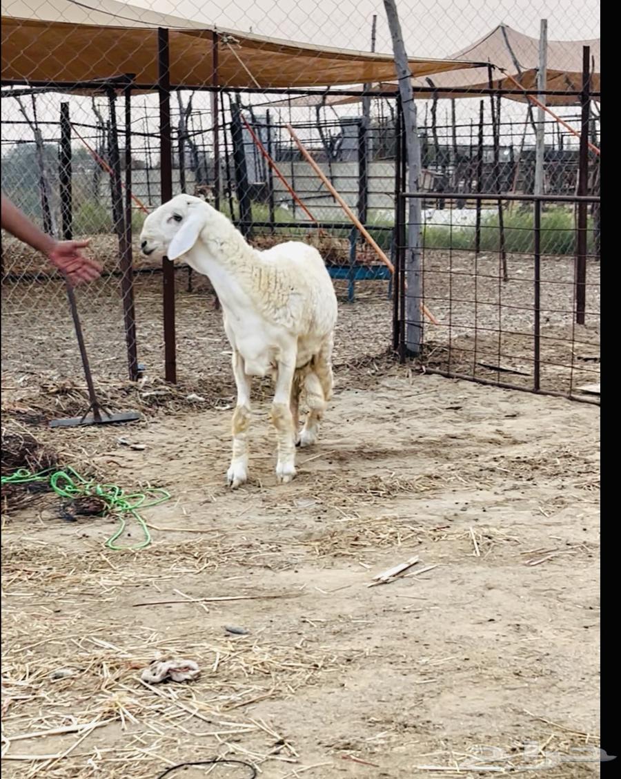 مشروع فحل صنف الصنف تم البيع خارج الموقع64613153647106110