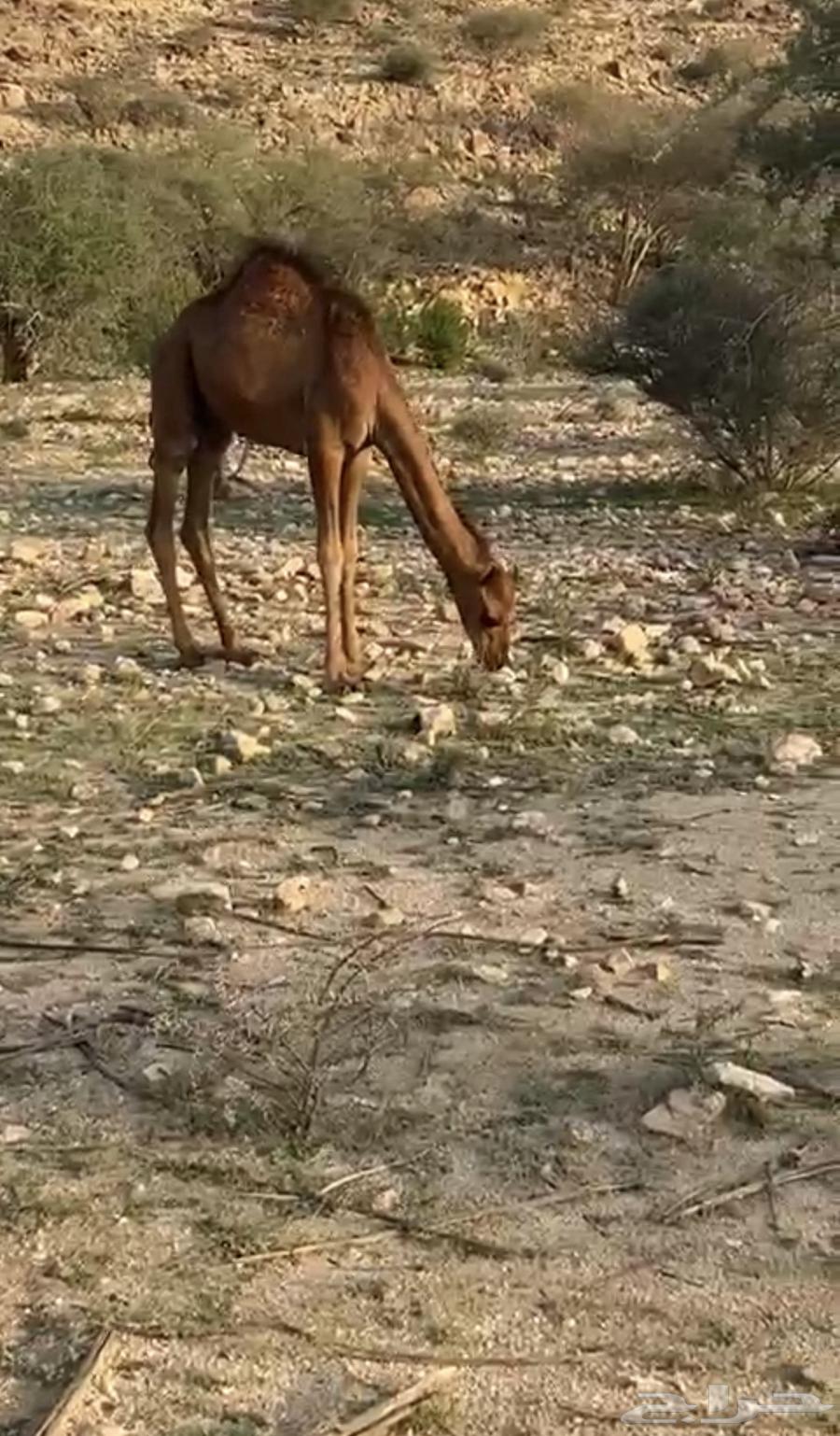 قعود سمين للبيع64612326332929110