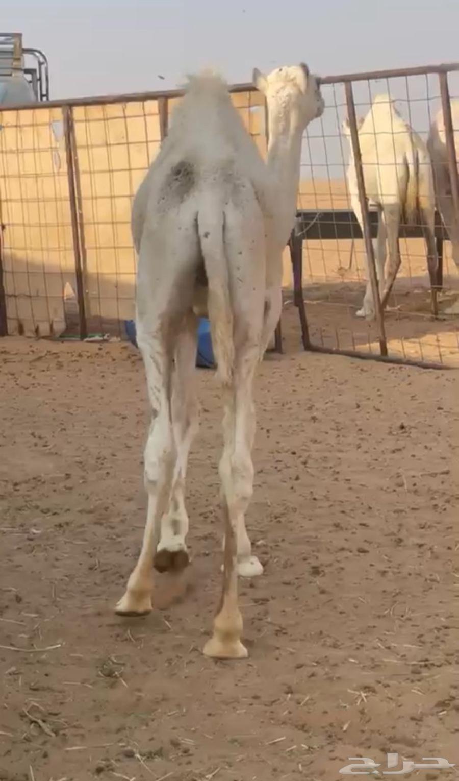 قعود للبيع الموقع وادي الدواسر64612847190531110