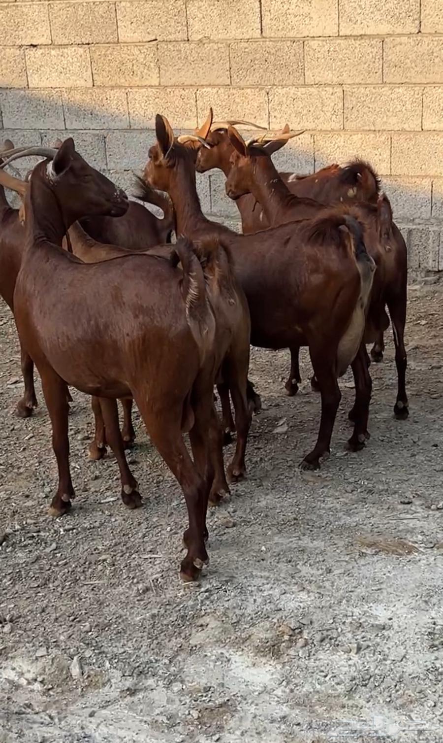 معزا دهم عدد 10 ( تم البيع )64610629327489113