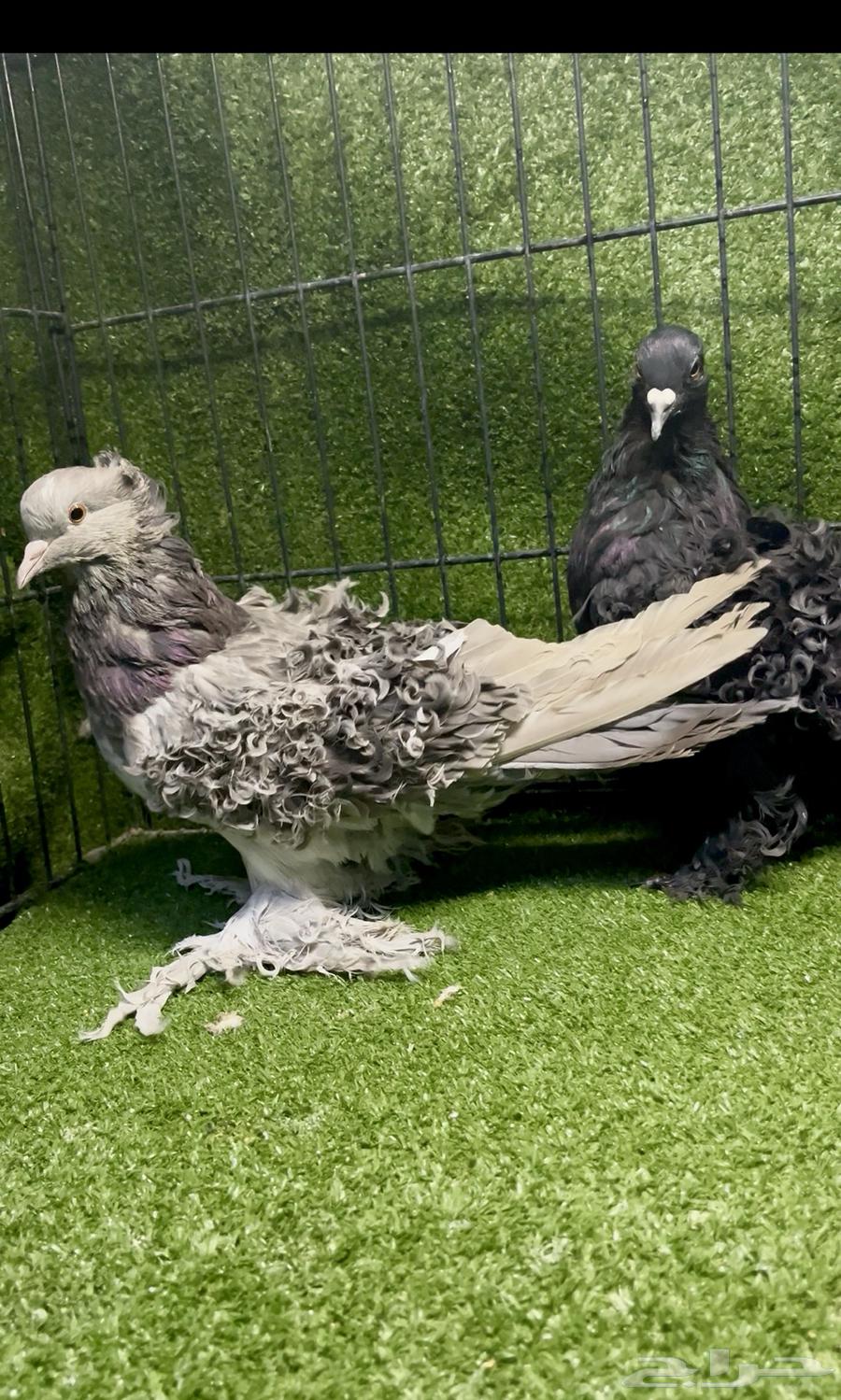 زوج مفتل منتج الذكر الأسود64615546851843112