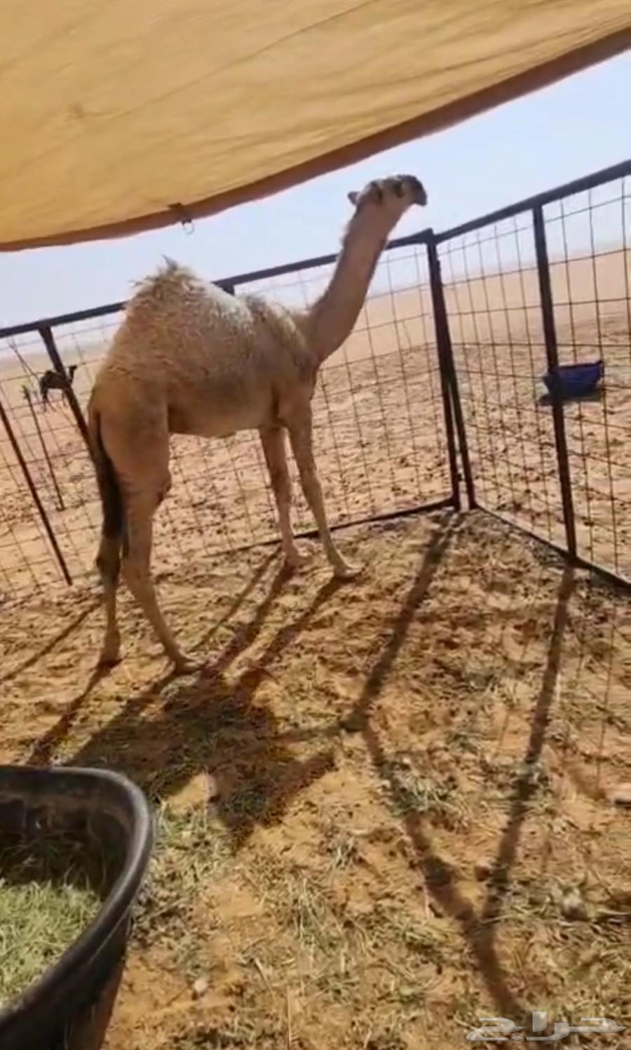 Tomorrow, Kafu Al-Hiwarah Al-Shaqha64614422228097110